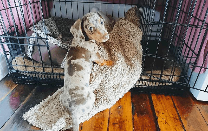 chiweenie-crate-train